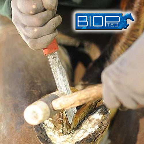 Le Crapaud ou Chancre ou Canker : Pododermatite Chronique Hypertrophique.