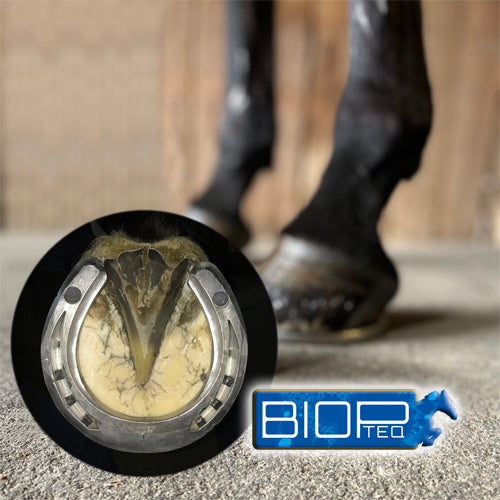 HOOF DRESSING© FOR USA MARKET ONLY